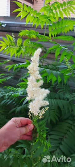 Папоротник садовый