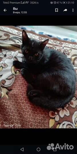 Европейская кошка