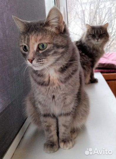 Кошка Соня ищет дом