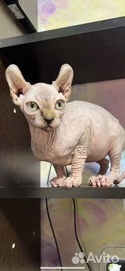 Канадский сфинкс