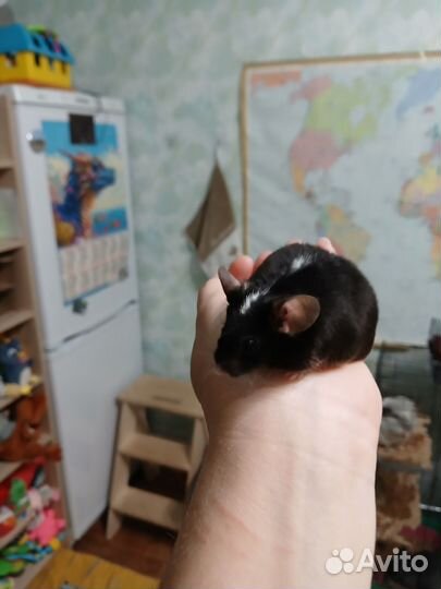 Клетка с сатиновым мышонком