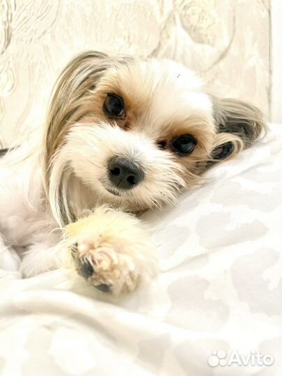 Щенки бивера