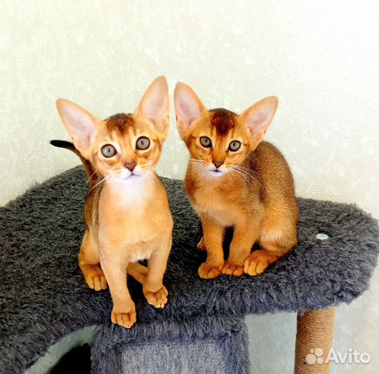 Абиссинские котята питомник