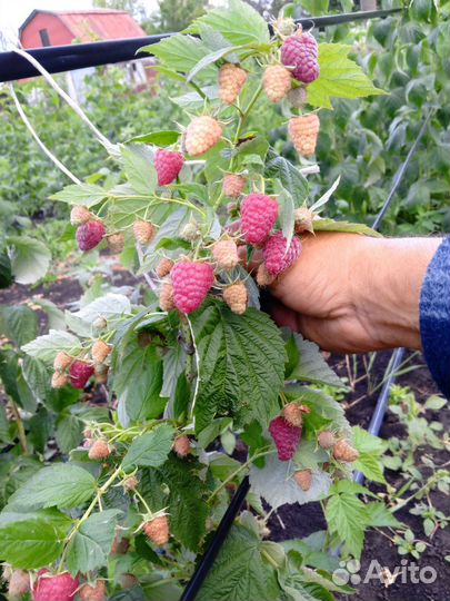 Продажа саженцы