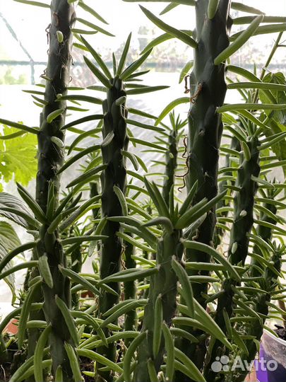 Кактусы опунция 20 шт в одном горшочке