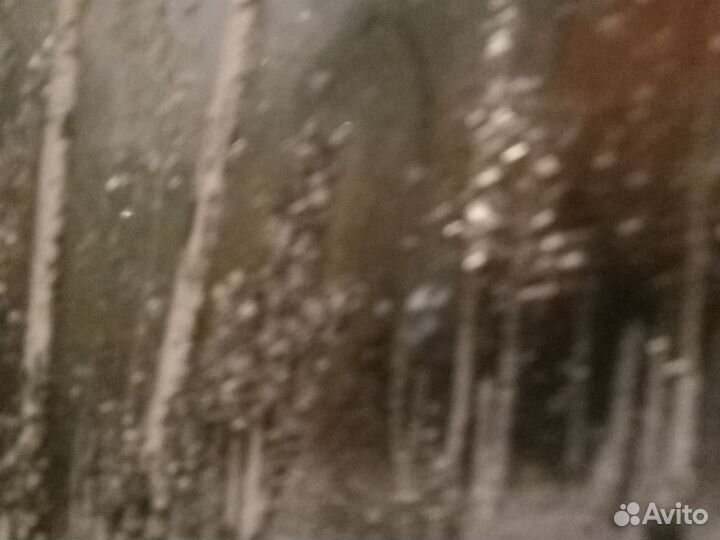 Картинки берёза.размер50х20