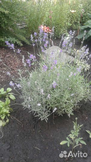 Лаванда