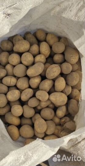 Картофель мелкий