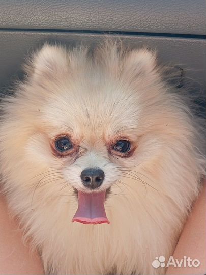 Померанский шпиц