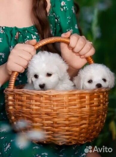 Продам щенков Бишон фризе