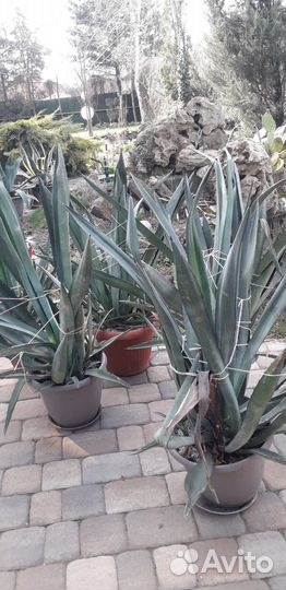 Растение Агава