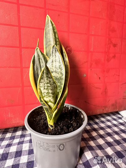 Сансевиерия Лауренти