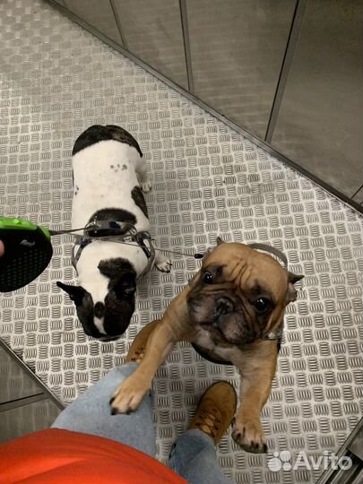 Выгул собак. Догситтер из Санкт-Петербурга