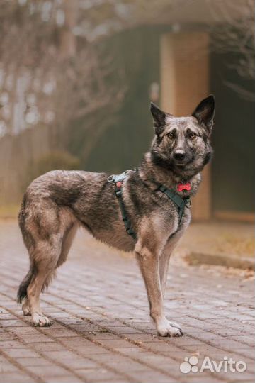 Красавица Реми в добрые руки