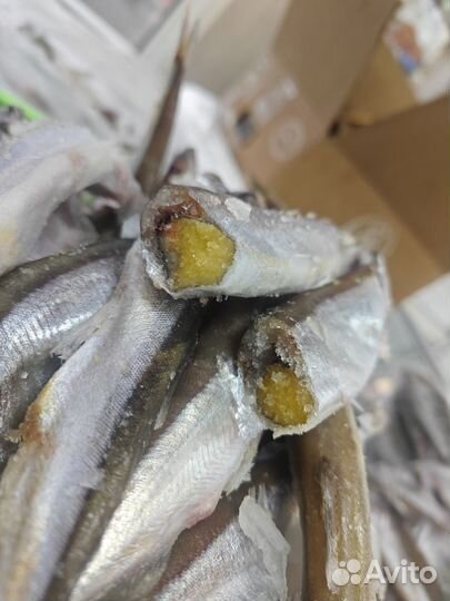 Мойва норвежская жирная