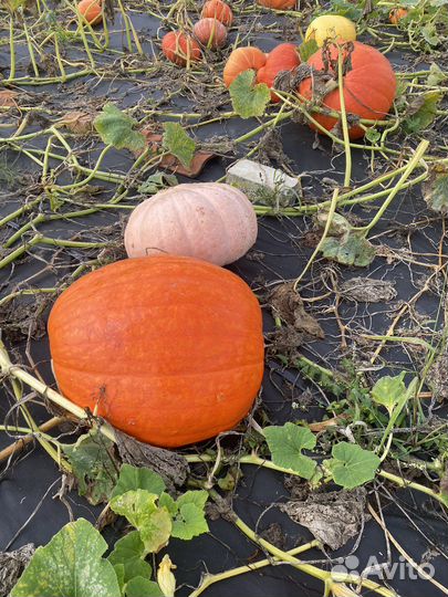 Продается тыква разных сортов