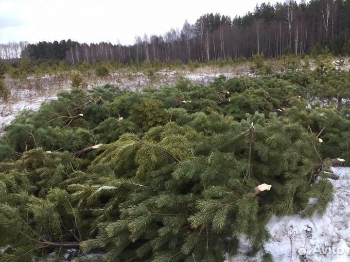 Сосна оптом