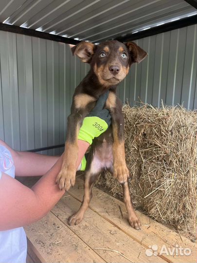 Щенок в добрые руки