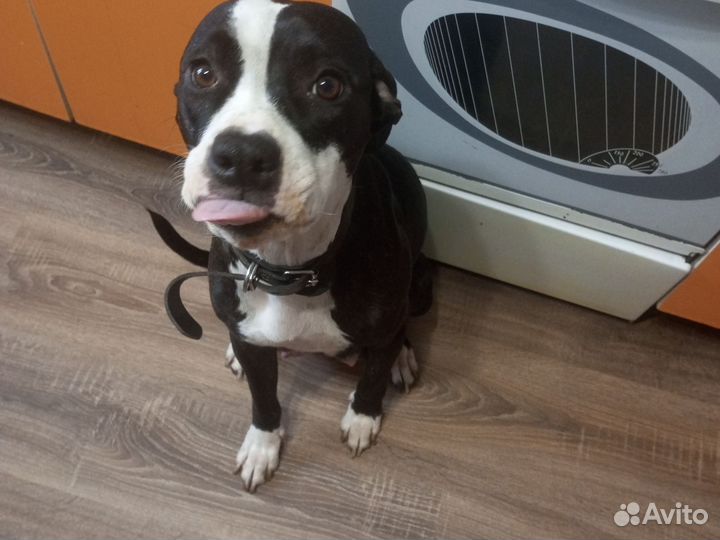 Щенки стаффа