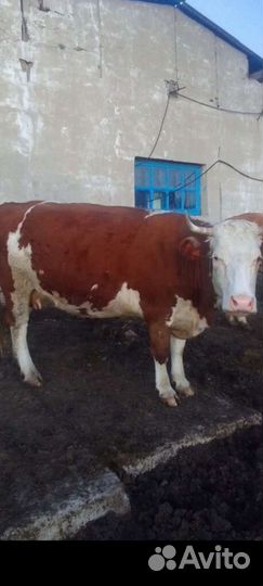 Мясо говядина (корова)