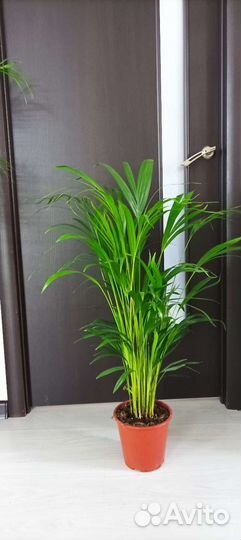 Пальма арека, высота 100см