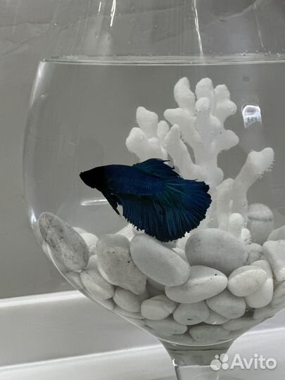 Рыбка петушок