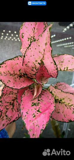 Аглонема тайtri-phet