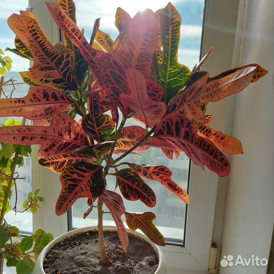 Комнатные цветы Кротон