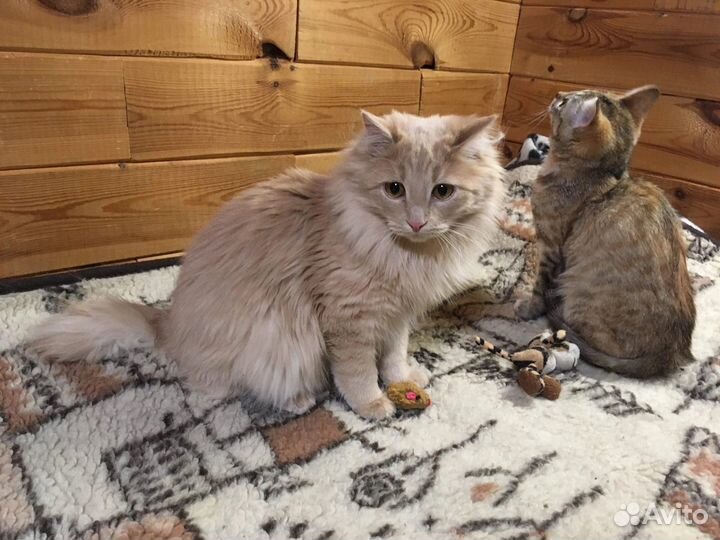 Рыжий кот ищет дом