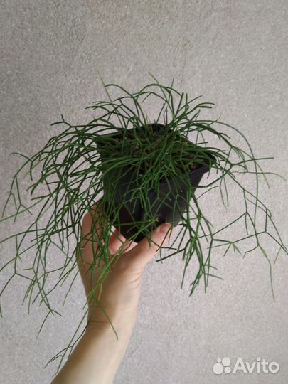 Цветы разное