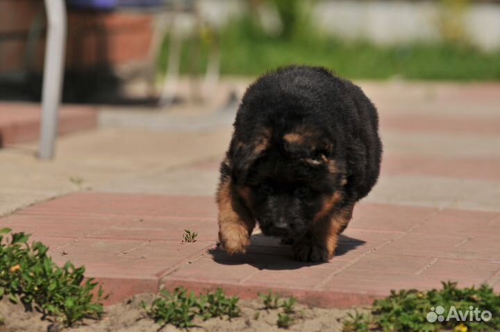 Длинношерстные щенки