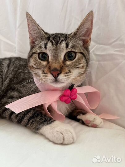 Котенок (девочка)