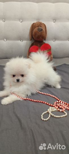 Помераночка красоточка