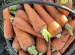 Морковь молодая урожай 2023