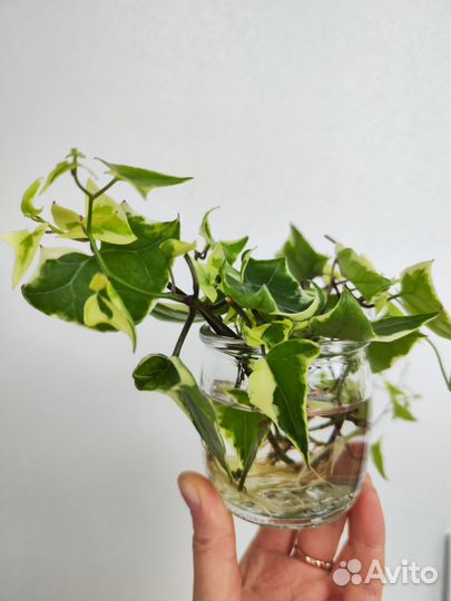 Крестовник крупноязычковый