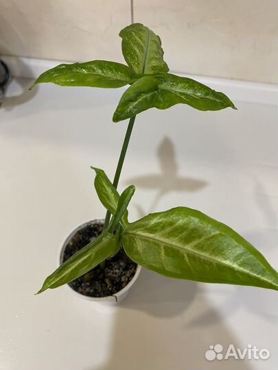 Сингониум ушковидный