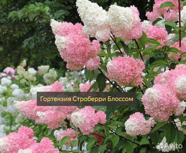 Гортензии в ассортименте