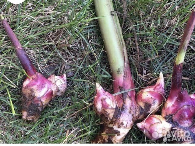 Канны- луковицы