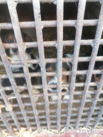 Продам чистокровный щенков