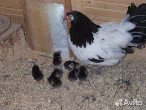 Цыплята Лакенфельдер, Форверк, Ухейилей