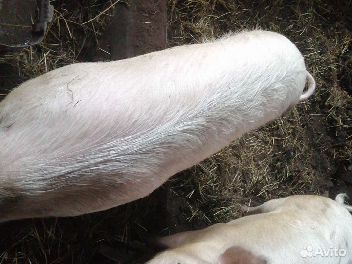 Поросята на мясо домашние