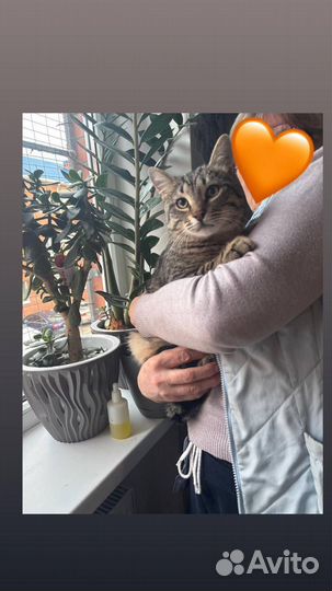 Котик в добрые руки