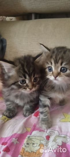 Кошка в дар бесплатно