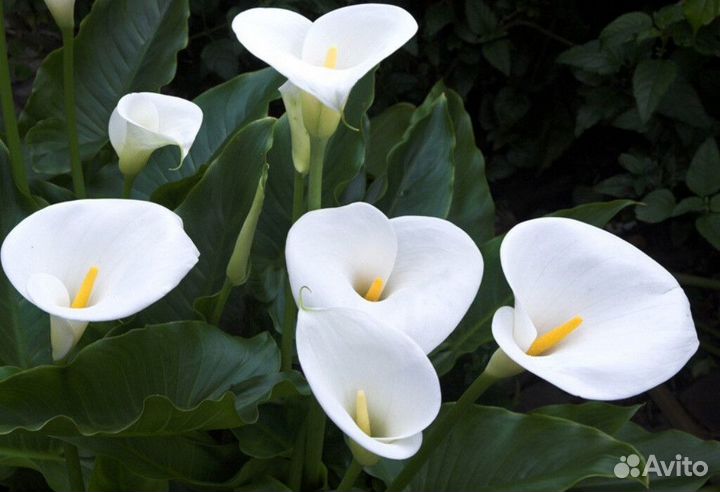 Каланхоэ, каллы