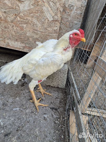 Бойцовые петухи