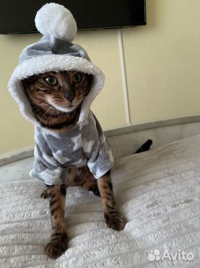 Pusheen cat