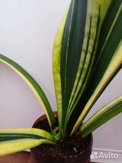 Сансевиерия