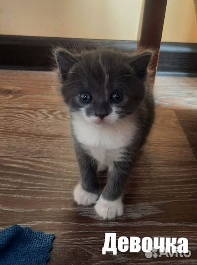 Отдам котят в добрые ручки