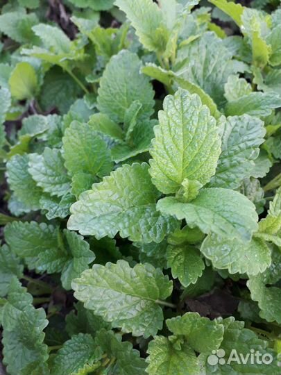 Мята лимонная