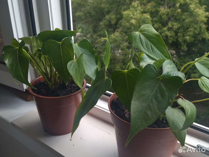 Антуриум красный большой